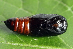 Clostera anastomosis