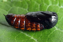 Clostera anastomosis