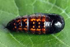 Clostera anastomosis