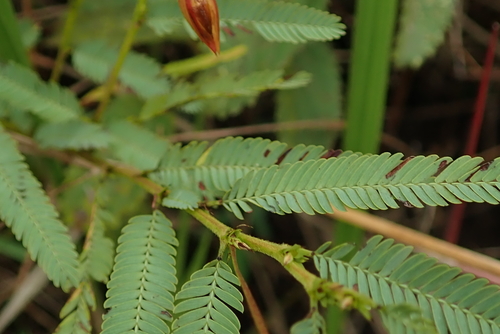 Image of Trailing Dwarf Cassia (Chamaecrista comosa) by no rights reserved