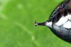 Clostera anastomosis