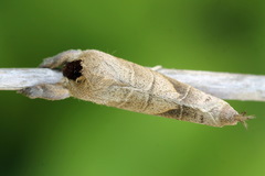 Clostera anastomosis