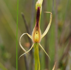 Cryptostylis hunteriana