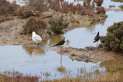 Himantopus leucocephalus