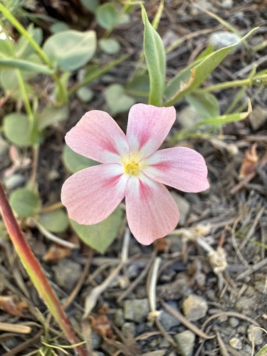 Northern phlox (Phlox adsurgens)