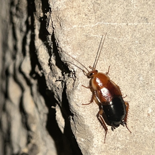 Fulvous Wood Cockroach photo 4