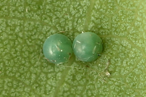 Rudoji Kliostera nuotrauka