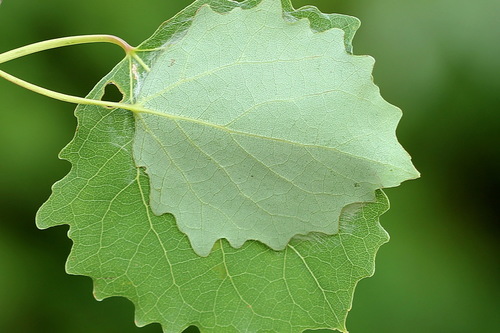 Rudoji Kliostera nuotrauka