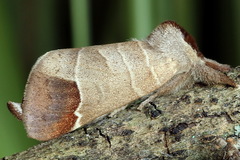 Clostera curtula