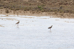 Vanellus miles