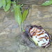 Myrmecodia tuberosa - Photo (c) David Renoult, μερικά δικαιώματα διατηρούνται (CC BY-NC), uploaded by David Renoult