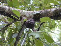 Myrmecodia tuberosa