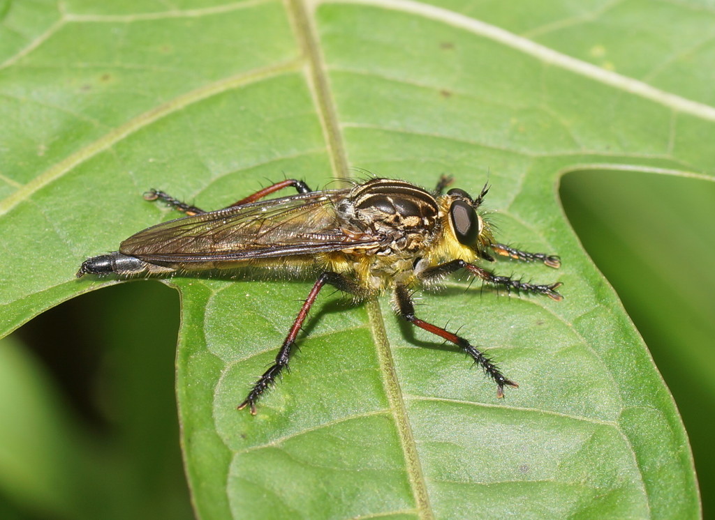 Zosteria