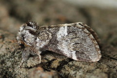 Drymonia dodonaea