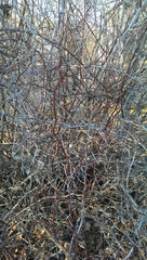 Magnoliopsida