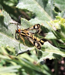 Chamaesphecia empiformis