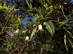 Clematis henryi