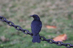 Ptiloxena atroviolacea