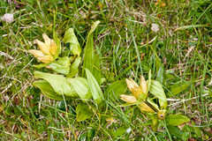 Gentiana punctata