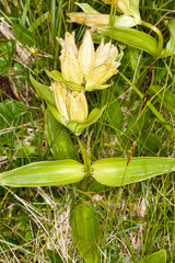 Gentiana punctata