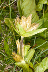 Gentiana punctata