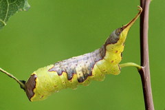 Furcula bifida