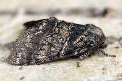 Gluphisia crenata