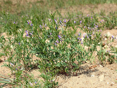 Astragalus arenarius