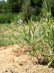Astragalus arenarius
