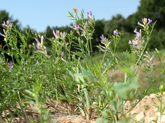 Astragalus arenarius