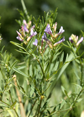 Astragalus arenarius