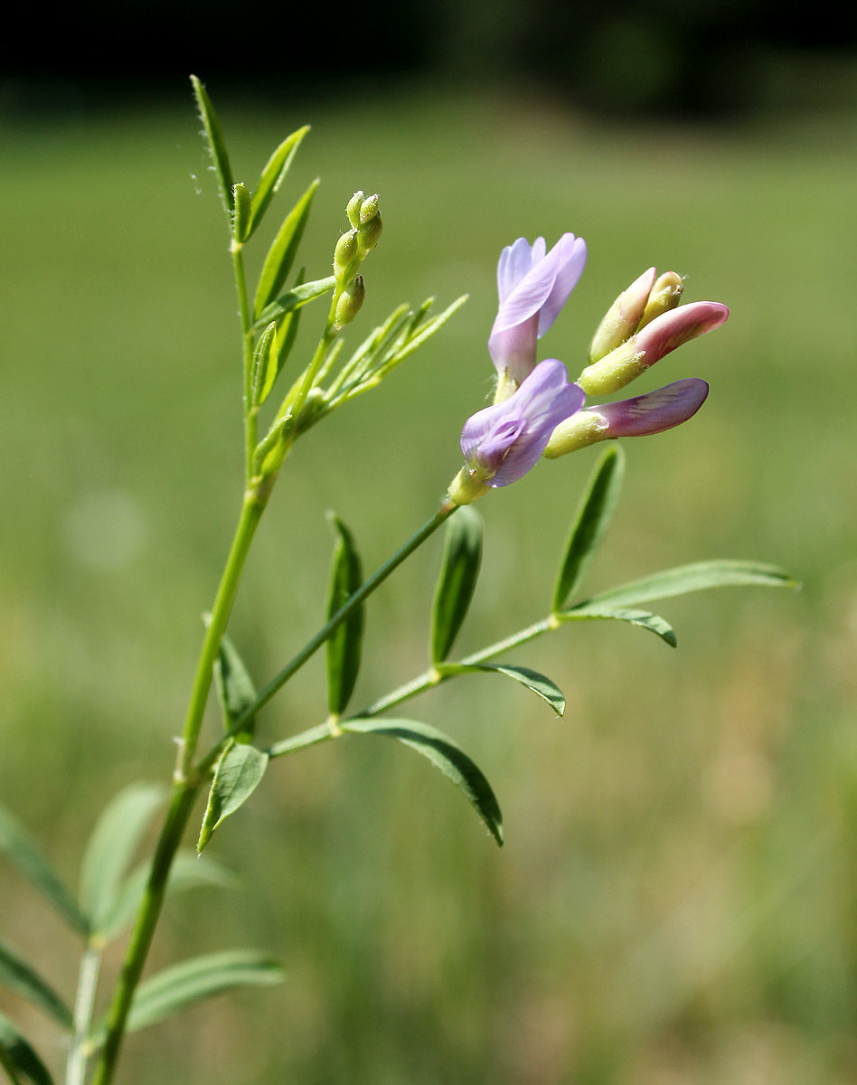 Astragalus arenarius