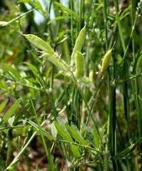 Astragalus arenarius