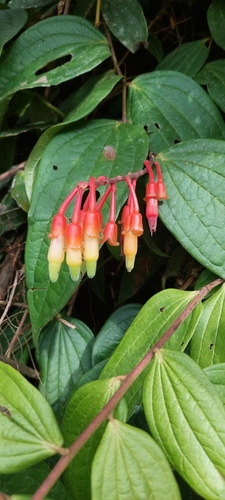 Psammisia ecuadorensis, 2023-07-23