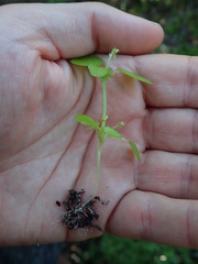 Leidesia procumbens