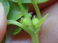 Leidesia procumbens