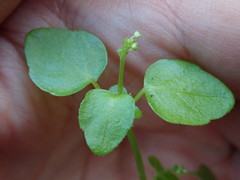 Leidesia procumbens