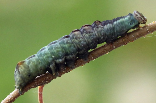 Iron Prominent