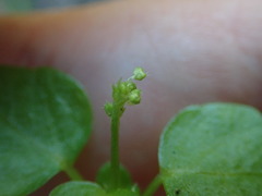 Leidesia procumbens