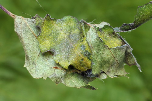 Iron Prominent