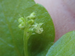 Leidesia procumbens