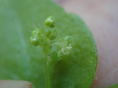 Leidesia procumbens