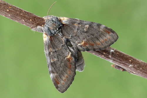 Iron Prominent