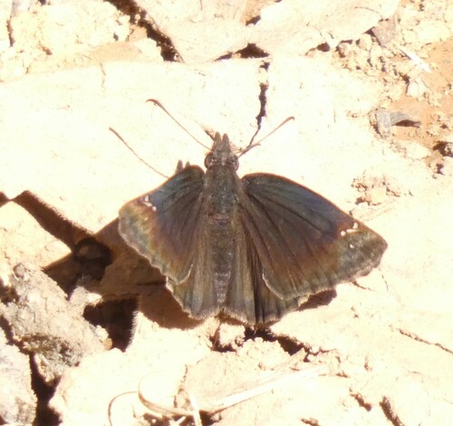 Gesta heteropterus