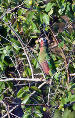 Amazona leucocephala