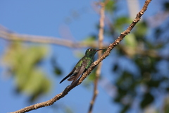 Riccordia ricordii