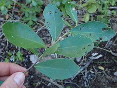 Maytenus procumbens
