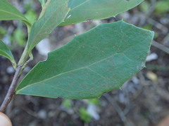 Maytenus procumbens