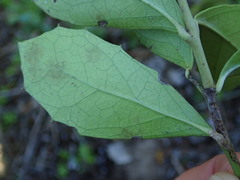 Maytenus procumbens