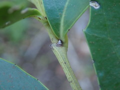 Maytenus procumbens